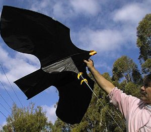 Bird Scarer